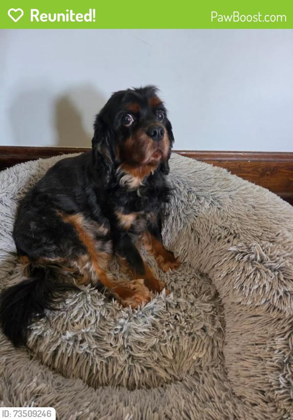 Reunited Male Dog last seen Summit/Clinton, Columbus, OH 43202