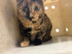Shelter Stray Female Cat last seen Near S 1200 W, Woods Cross, UT 84087, USA, 1422 E 600 N, Fruit Heights, UT 84037, USA