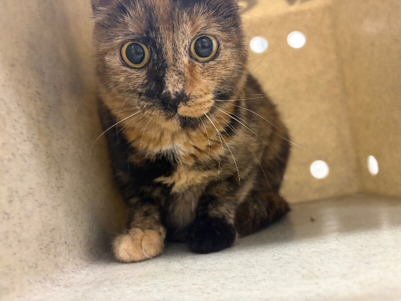 Shelter Stray Female Cat last seen Near S 1200 W, Woods Cross, UT 84087, USA, 1422 E 600 N, Fruit Heights, UT 84037, USA