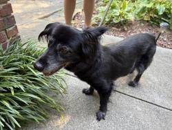 Reunited Female Dog last seen Fairways at Lochmere, Cary, NC 27518