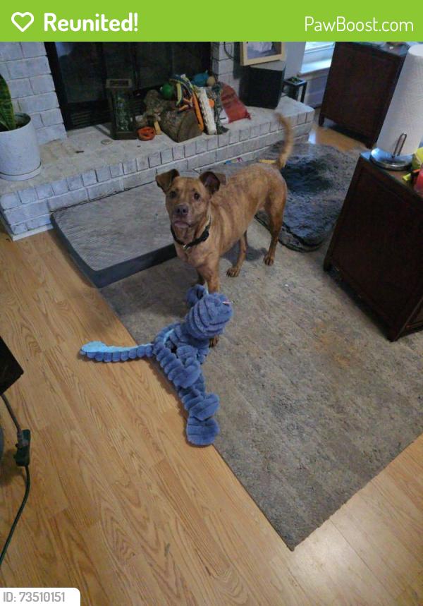 Reunited Female Dog last seen Grundy and Albany, Pensacola, FL 32507