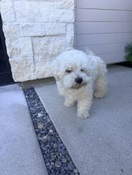 Reunited Unknown Dog last seen Greene Ave & Westlawn Ave, Los Angeles, CA 90066