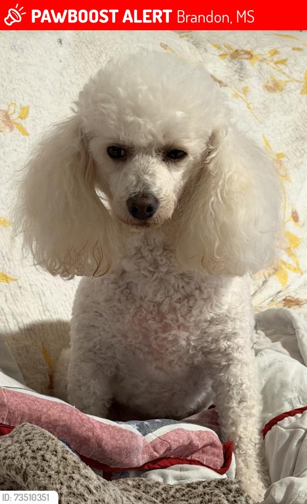 Lost Female Dog last seen Old Bugg Road, Church at Shiloh, Brandon, MS 39042