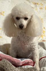 Lost Female Dog last seen Old Bugg Road, Church at Shiloh, Brandon, MS 39042