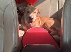 Reunited Female Dog last seen Floyd and Cambridge, Floyd and Deep Valley, Richardson, TX 75080
