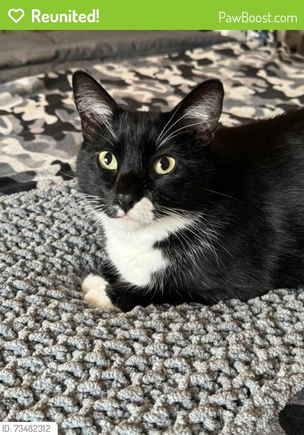 Reunited Male Cat last seen Osage & 167th, Lawndale, CA 90260