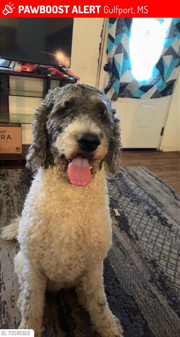 Lost Female Dog last seen Klein and Dedeaux 3 rivers side, Gulfport, MS 39503
