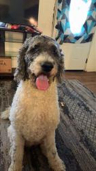 Lost Female Dog last seen Klein and Dedeaux 3 rivers side, Gulfport, MS 39503