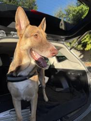 Found/Stray Unknown Dog last seen Miller Park, Fair Oaks, CA 95628