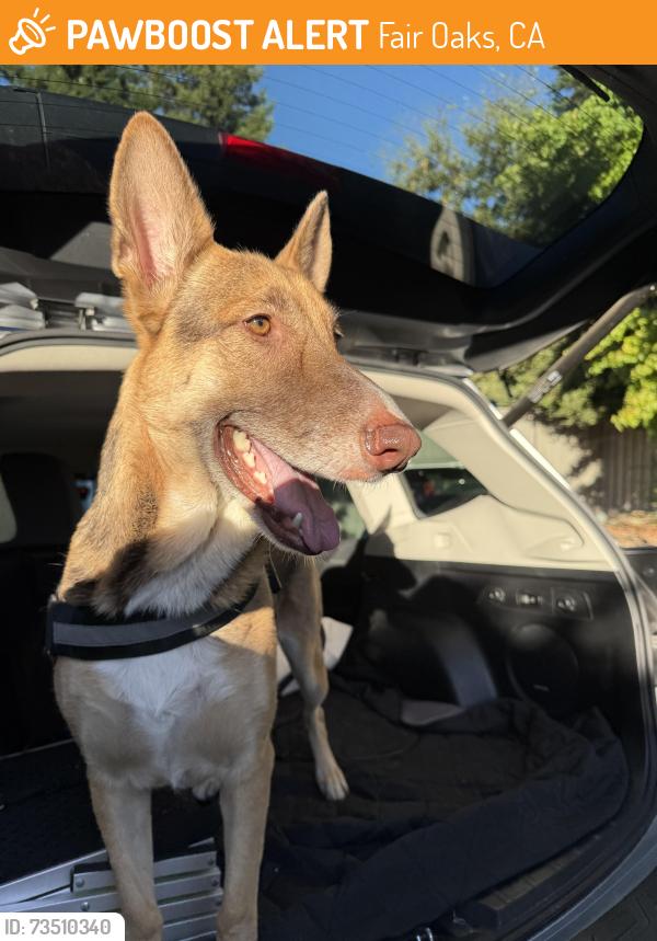 Found/Stray Unknown Dog last seen Miller Park, Fair Oaks, CA 95628