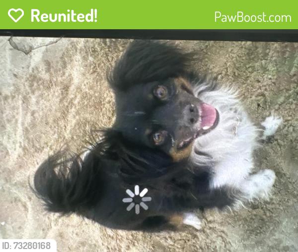 Reunited Male Dog last seen Near S. Lincoln / 6th Street (stolen Shell gas station) suspect employee, Corona, CA 92882