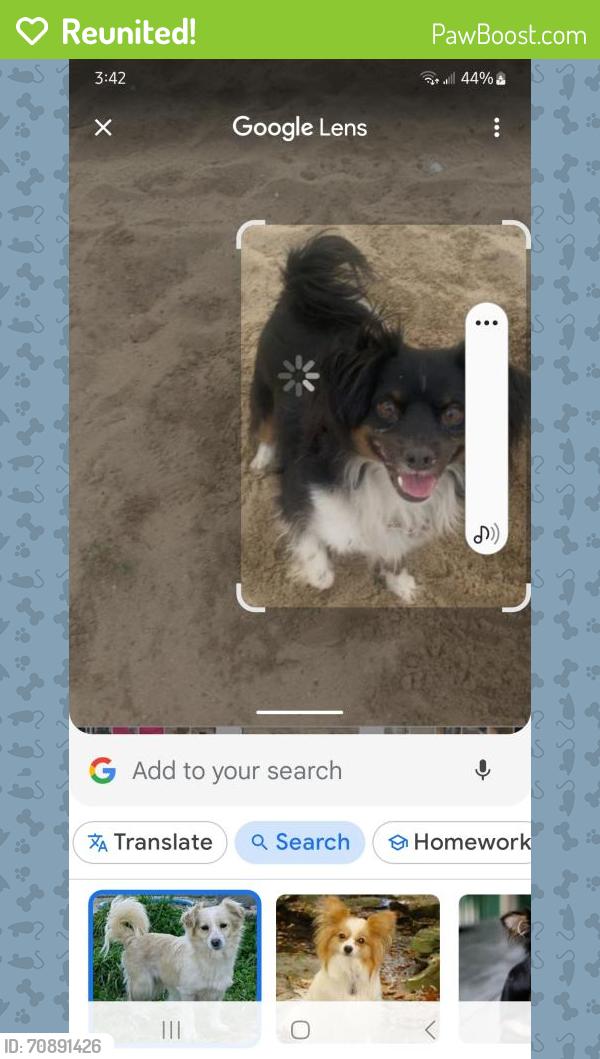 Reunited Male Dog last seen S. LINCOLN and D street, Corona, CA 92882