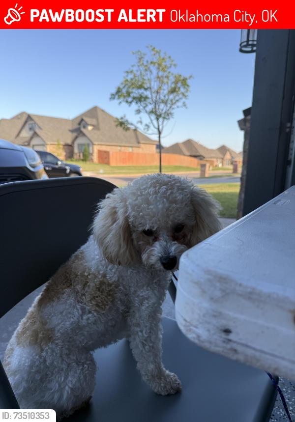 Lost Female Dog last seen SW 29th and Morgan, Oklahoma City, OK 73128