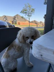 Lost Female Dog last seen SW 29th and Morgan, Oklahoma City, OK 73128