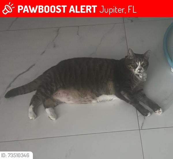 Lost Female Cat last seen Near Banyan cir Jupiter Florida 33458, Jupiter, FL 33458