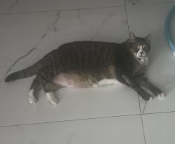 Lost Female Cat last seen Near Banyan cir Jupiter Florida 33458, Jupiter, FL 33458