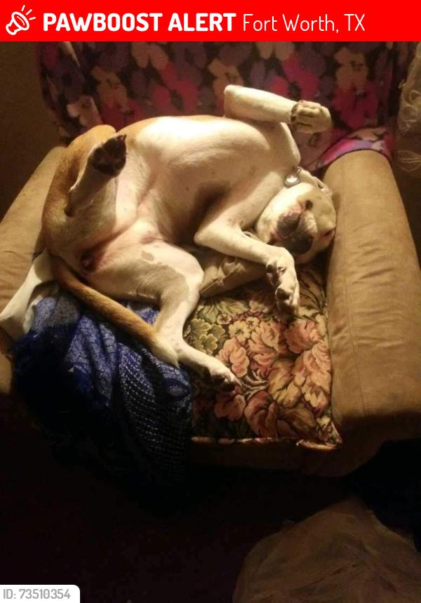 Lost Male Dog last seen Calmont Ave, and lackland, Fort Worth, TX 76116