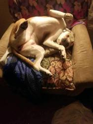 Lost Male Dog last seen Calmont Ave, and lackland, Fort Worth, TX 76116