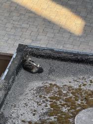 Found/Stray Unknown Cat last seen Haight and divisadero, San Francisco, CA 94117