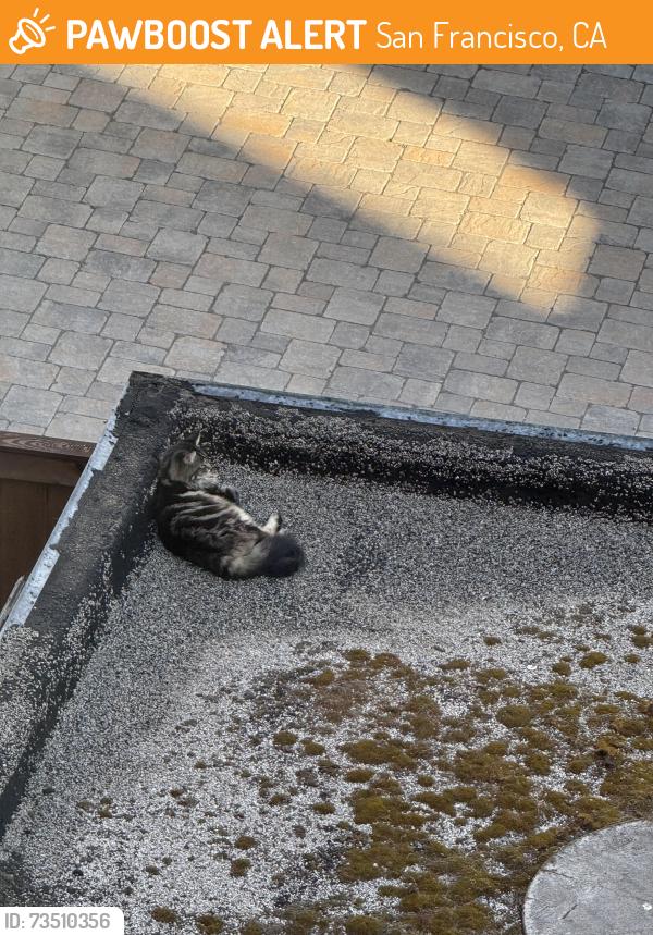 Found/Stray Unknown Cat last seen Haight and divisadero, San Francisco, CA 94117