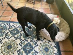 Reunited Female Dog last seen Columbus , 21st and 22nd, Alva, FL 33920