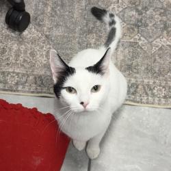 Shelter Stray Female Cat last seen , 593 Fairview Ave N, St Paul, MN 55104, USA