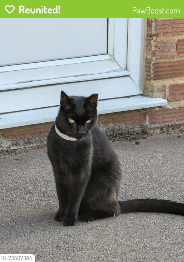 Reunited Male Cat last seen Barton le clay near parish council, Barton-le-Clay, England 