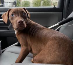 Shelter Stray Male Dog last seen Midwest City, 8485 E Reno Ave, Midwest City, OK 73110, USA