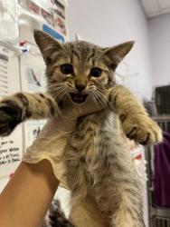 Shelter Stray Female Cat last seen Bexar County, 3353 Morningside Dr, New Braunfels, TX 78132, USA