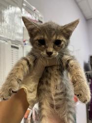 Shelter Stray Female Cat last seen Bexar County, 3353 Morningside Dr, New Braunfels, TX 78132, USA