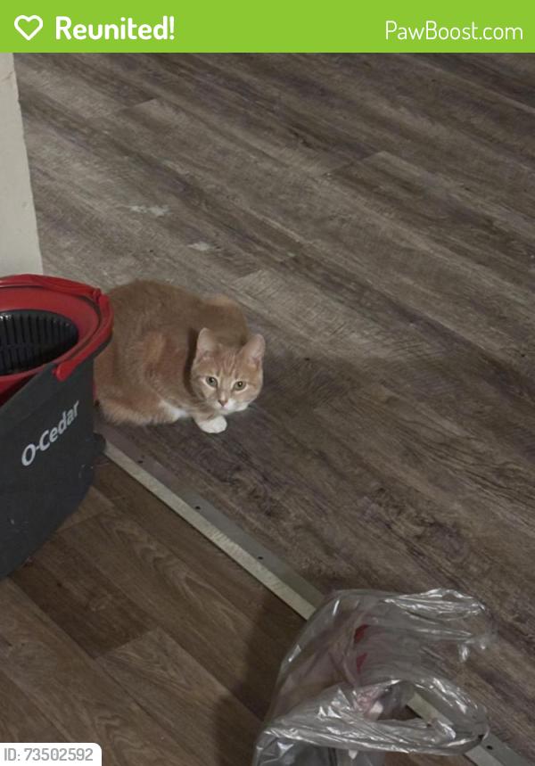 Reunited Female Cat last seen N 25th Ave Minneapolis Mn 55411, Minneapolis, MN 55411
