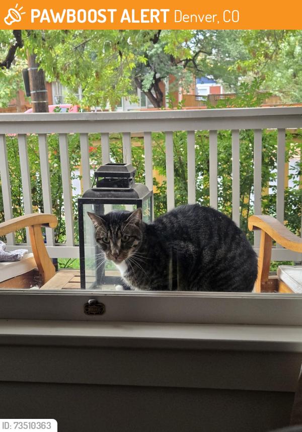 Found/Stray Male Cat last seen 30th/Irving, Denver, CO 80211