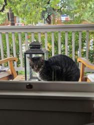Found/Stray Male Cat last seen 30th/Irving, Denver, CO 80211