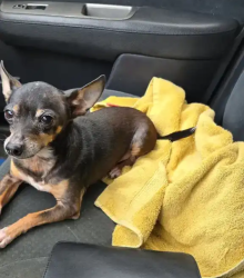 Lost Male Dog last seen Hackberry street, San Antonio, TX 78210
