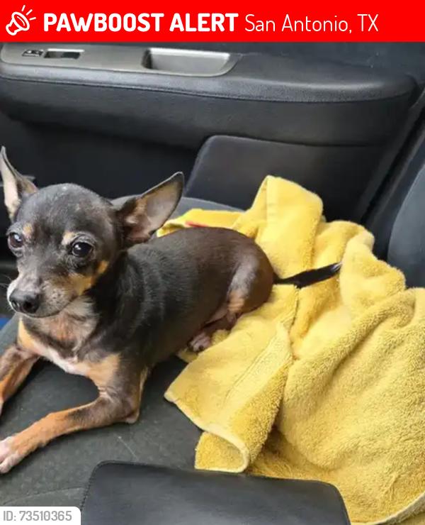 Lost Male Dog last seen Hackberry street, San Antonio, TX 78210