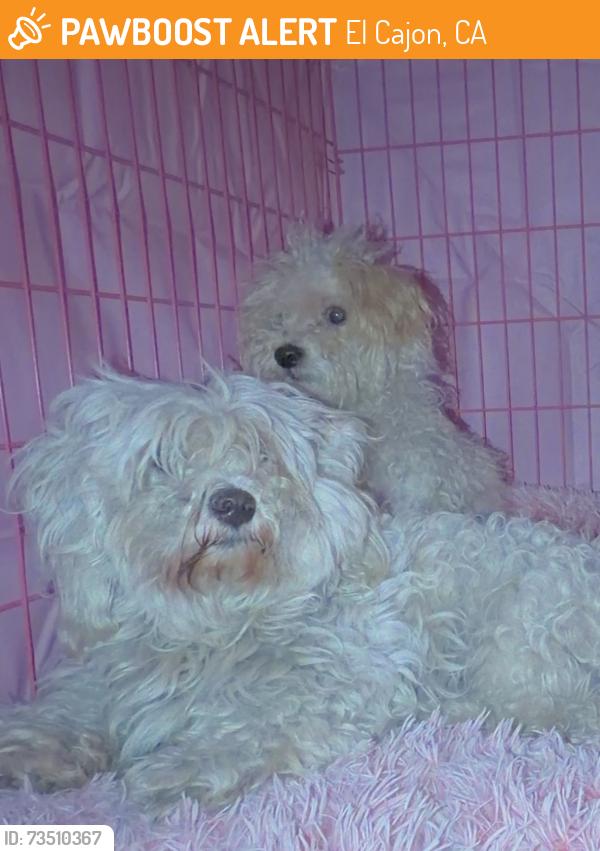 Found/Stray Unknown Dog last seen Mollison and sandalwood, El Cajon, CA 92020