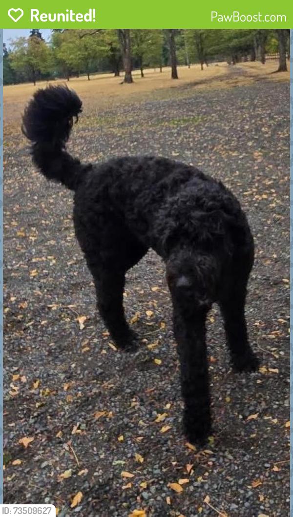Reunited Male Dog last seen Dekoven Dr. SW, Lakewood, WA 98499