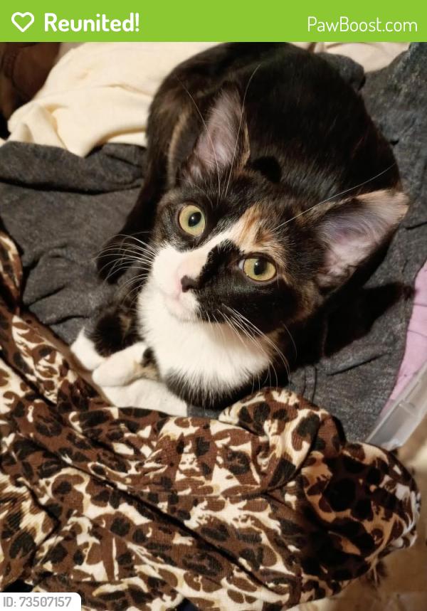 Reunited Female Cat last seen Jefferson Park Library, Chicago, IL 60630
