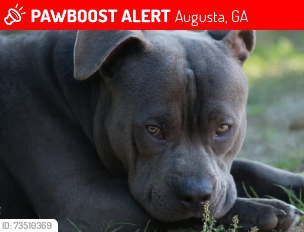 Lost Male Dog last seen Leslie circle, Augusta, GA 30906