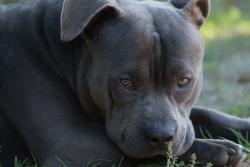 Lost Male Dog last seen Leslie circle, Augusta, GA 30906