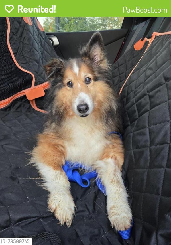 Reunited Male Dog last seen Heritage Ln, SC-14, SC 29650