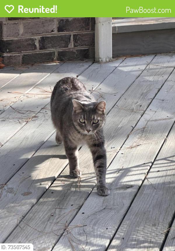 Reunited Male Cat last seen Near Sterling Point Dr, Gainesville, VA 20155