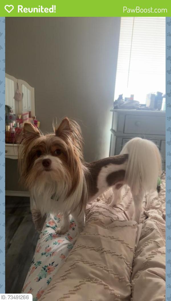 Reunited Male Dog last seen Temora lp, Killeen, TX 76549
