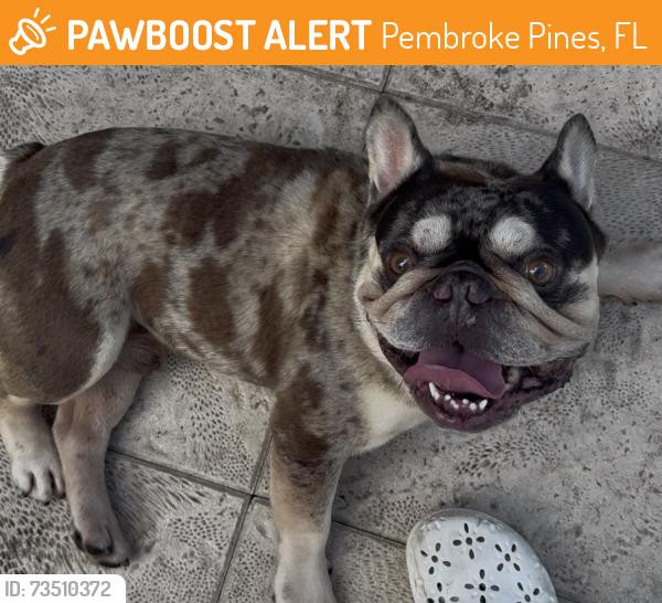 Found/Stray Male Dog last seen Pembroke Pines, Pembroke Pines, FL 33025