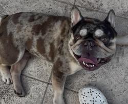 Found/Stray Male Dog last seen Pembroke Pines, Pembroke Pines, FL 33025