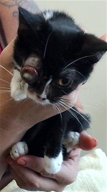 Shelter Stray Female Cat last seen BRAGG ST NW, 4950 SW Triana Blvd, Huntsville, AL 35805, USA