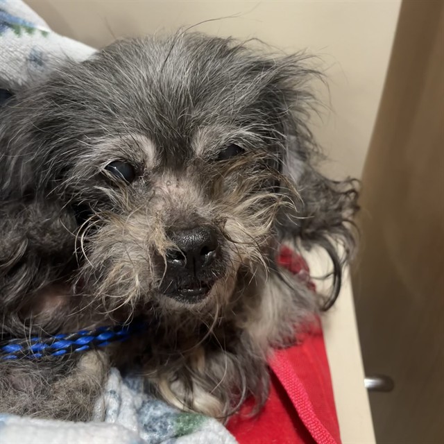 Shelter Stray Female Dog last seen WHITNEY AVE, 3528 Newburg Rd, Louisville, KY 40218, USA