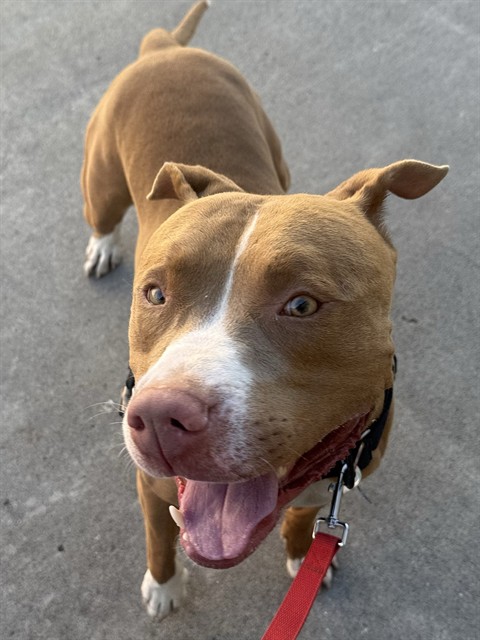 Shelter Stray Male Dog last seen BROADWAY & ALHAMBRA BLVD, 2127 Front St, Sacramento, CA 95818, USA