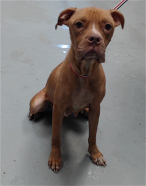 Shelter Stray Female Dog last seen Near BLOCK HORNBEAM RD, FAYETTEVILLE NC 28304, 4704 Corporation Dr, Fayetteville, NC 28306, USA