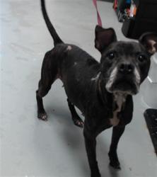 Shelter Stray Female Dog last seen Near BLOCK HORNBEAM RD, FAYETTEVILLE NC 28304, 4704 Corporation Dr, Fayetteville, NC 28306, USA